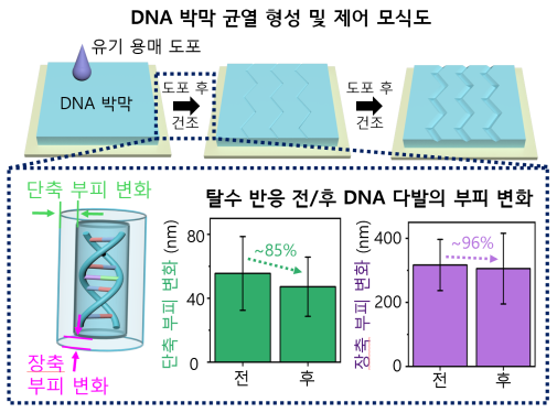 DNA 박막 위에 균열을 형성하고 제어하는 메커니즘. KAIST 제공