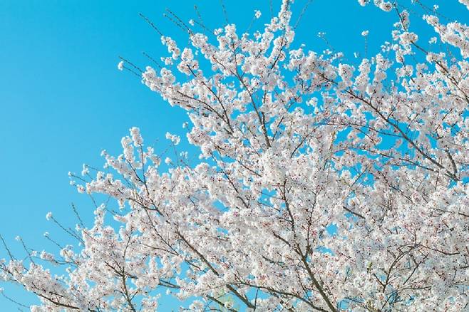 벚꽃은 꽃가루 생산량이 적다. 또 꽃가루가 크고 무거워 공기 중에 잘 떠다니지 못해 알레르기 유발 가능성이 작다./사진=게티이미지뱅크