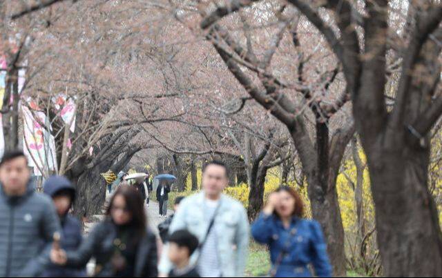 서울 영등포구 여의서로에서 시민들과 외국인 관광객들이 벚꽃길을 걷고 있다. 연합뉴스