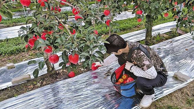 강원도 양구 펀치볼의 사과 농장. /양구사과연합회