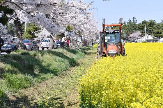 강원 삼척시는 지난 29일부터 다음 달 14일까지 ‘제20회 삼척 맹방 유채꽃 축제’를 개최한다. [사진 삼척시]