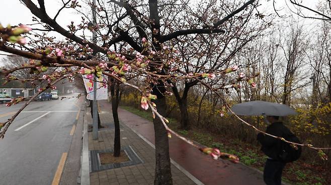 여의도봄꽃축제 개막일인 29일 오후 한산한 여의도 윤중로