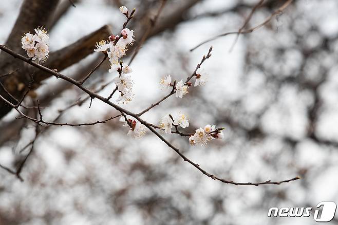 여의도 봄꽃축제 개막을 하루 앞둔 28일 서울 영등포구 여의서로에서 벚꽃이 꽃망울을 터뜨리고 있다. 2024 영등포 여의도 봄꽃축제는 29일부터 4월2일까지 국회 뒷편 여의서로 일대에서 열린다. 2024.3.28/뉴스1 ⓒ News1 유승관 기자