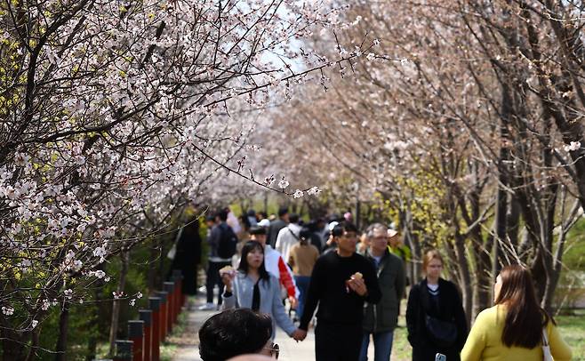 여의도봄꽃축제가 열리는 31일 오후 서울 여의도 윤중로 인근에서 시민들이 나들이를 즐기고 있다. /뉴시스