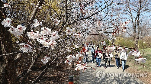 여의도봄꽃축제가 시작된 후 첫 주말인 3월 31일 서울 영등포구 여의도 윤중로 일대에 꽃샘추위 등으로 벚꽃의 개화가 늦어지고 있다. [연합뉴스]