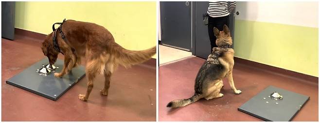 외상후스트레스장애(PTSD) 환자의 날숨 냄새를 이용해 스트레스를 받고 있는지 구분하는 훈련을 받은 개 아이비(Ivy. 왼쪽)와 캘리(Callie)가 냄새 감지 실험을 하고 있다./사진=Frontiers in Allergy/Laura Kiiroja et al.제공.