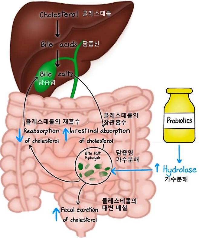 <유산균의 콜레스테롤 농도 유지 시스템> 유산균은 장 안에서 콜레스테롤의 흡수에 관여해 혈중 콜레스테롤 농도를 적절하게 유지하는 역할을 한다. 출처_ The Effects of Probiotics on Cholesterol Levels in Patients With Metabolic Syndrome: A Systematic Review: https://www.ncbi.nlm.nih.gov/pmc/articles/PMC10183154/