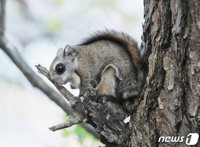 천연기념물 '하늘다람쥐' ⓒ News1 박진규 기자
