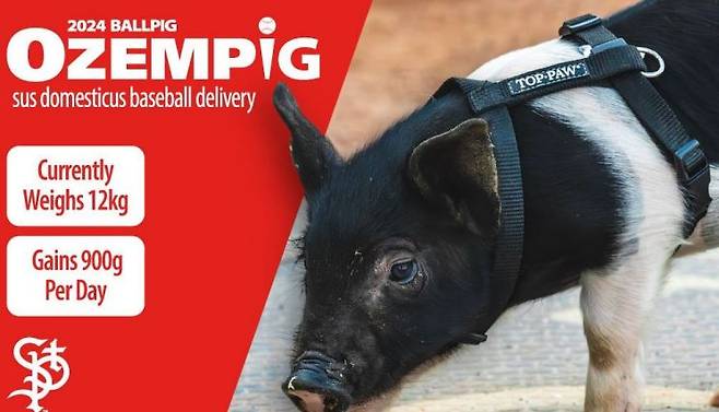 미국 마이너리그 야구팀 '세인트폴 세인츠'의 마스코트이자 볼 피그(ball fig)인 오젬피그. [이미지출처=세인트폴 세인츠 페이스북]