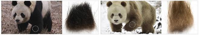 자이언트 판다는 대부분 팔다리에 검은색 털이 있지만(왼쪽) 극히 드물게 갈색인 경우도 있다(오른쪽). 사진 PNAS