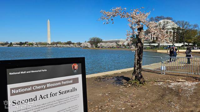 지난달 25일 미국 워싱턴 인공 호수 ‘타이들 베이슨’의 벚나무 ‘스텀피’. 배경 왼쪽은 워싱턴 기념탑, 오른쪽은 토머스 제퍼슨 기념관. 워싱턴=권경성 특파원