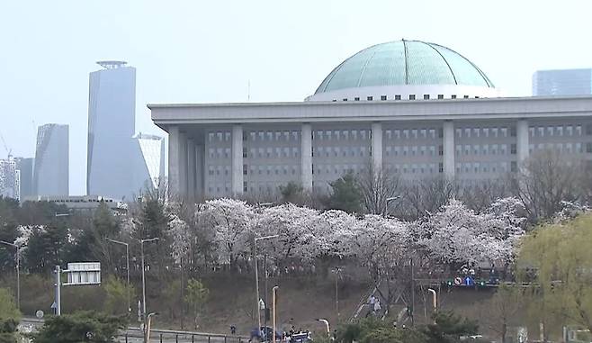“단체는 2022년, 매년 벚꽃 시즌마다 방문객들로 붐비는 서울 국회 근처 늘어선 벚나무들과  지난해 진해의 항구 지역 축제가 열리는 곳의 벚나무들을 연구한 결과 두 군데 나무 모두 ‘요시노’ 벚나무임을 확인했다” (‘NYT’ 내용 중)