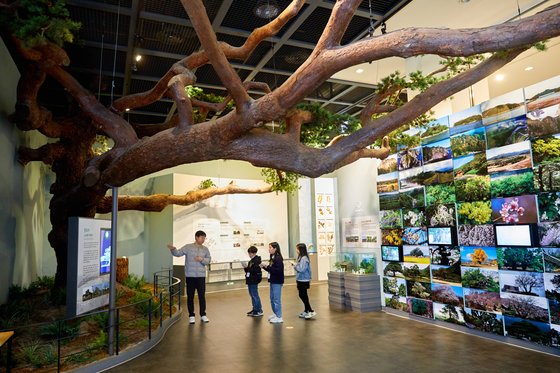 고사로 인해 천연기념물 지정 해제된 ‘문경존도리의소나무’가 상설전시실에 전시돼 있다.