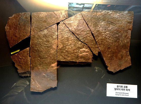 2017년 경남 함안군에서 국내 최초로 발견한 용각류 공룡 발바닥 피부 화석.