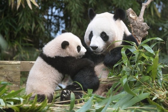 용인 에버랜드에서 새끼 판다 푸바오(왼쪽)와 엄마 아이바오(愛寶)가 즐겁게 놀고 있는 모습. 사진 중국 자이언트 판다 보호연구센터 제공