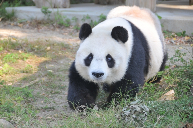 2020년 10월 일본 고베시 오지동물원에서 지내는 자이언트 판다 '탄탄'.오지동물원 엑스(X)