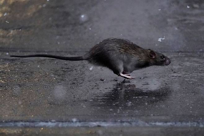 뉴욕주 의회에서 최근 '접착제 덫'을 이용해 쥐를 잡지 말자는 내용의 법안이 추진되고 있다./로이터 뉴스1