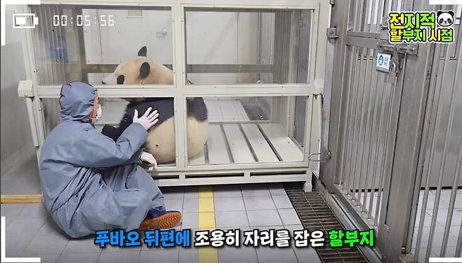 에버랜드가 운영하는 유튜브 채널 ‘말하는동물원 뿌빠티브이(TV)’에 1일 올라온 영상 일부. 푸바오가 중국으로 이동하기 위해 박스 적응 훈련을 하고 있다. 유튜브 갈무리