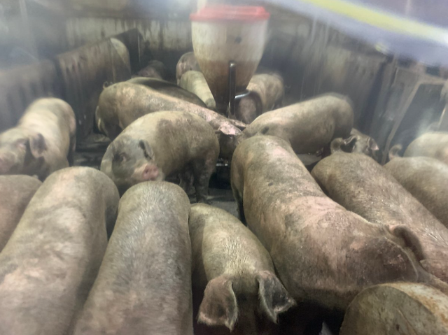 돼지농장에서 급수기 한 개를 10마리 이상의 돼지가 함께 사용하고 있다. 농장동물 사육 농가에서 동물복지 기준은 국내에서 아직 미흡한 수준이다. 동물복지문제연구소 어웨어 제공
