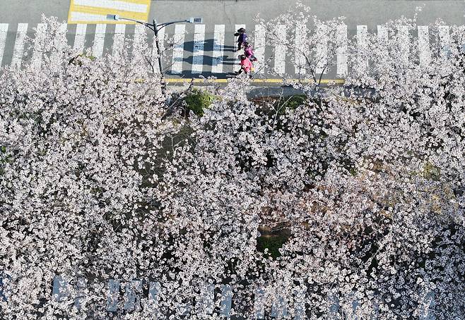 맑은 날씨를 보인 1일 오후 부산 남구 부경대학교 교정에 벚꽃이 활짝 펴 있다. [연합]