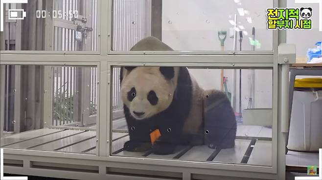 “할부지 걱정마요. 혼자서도 잘 해요”