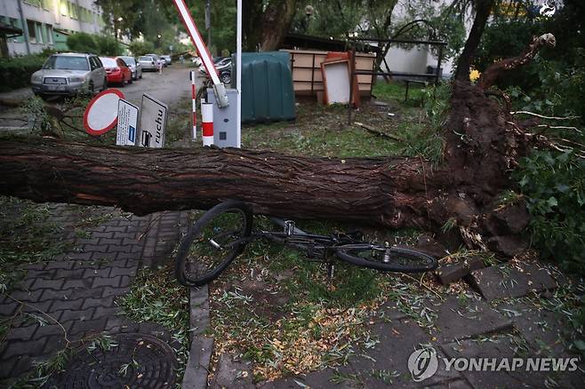폴란드 강풍으로 쓰러진 나무(2022년 7월) [EPA 연합뉴스 자료사진. 재판매 및 DB 금지]