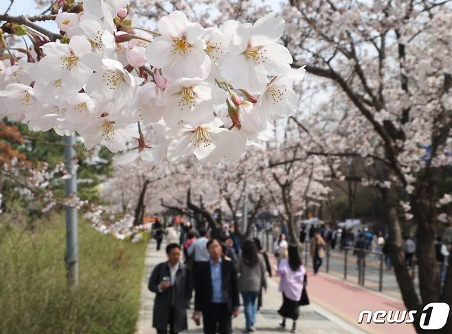2일 서울 영등포구 여의서로에서 열린 '여의도 봄꽃축제'에서 시민들이 벚꽃길을 걸으며 봄을 만끽하고 있다. 2024.4.2/뉴스1 ⓒ News1 ,송원영 기자