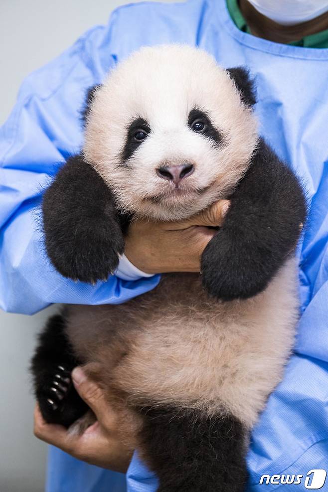 아기 판다 '푸바오'가 경기도 용인시 에버랜드에서 공개되고 있다. 'ⓒ News1 김평석 기자