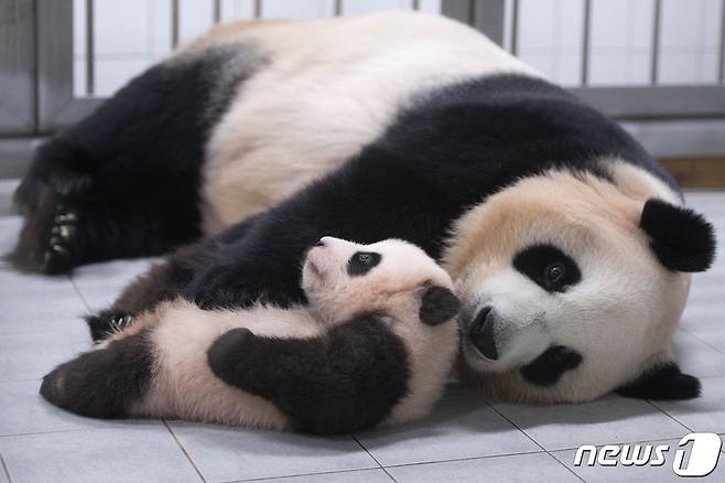 아기 판다 '푸바오'가  경기도 용인시 에버랜드에서 공개되고 있다. 'ⓒ News1 김평석 기자
