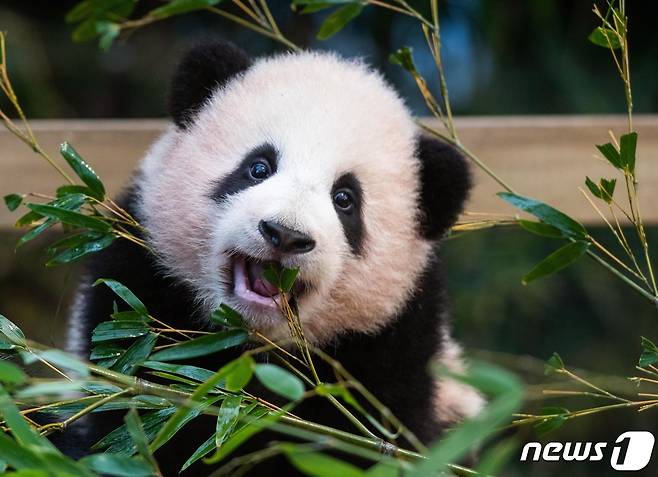 삼성물산 리조트부문(사장 한승환)이 운영하는 에버랜드가 2021년 신축년 새해를 맞아 오는 4일부터 아기 판다 '푸바오'의 바깥 외출이 시작된다고 3일 밝혔다. (에버랜드 제공)2021.1.3/뉴스1