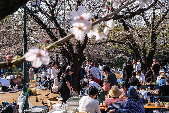 지난달 31일 일본 도쿄 주오구 하마초 공원에서 현지인들이 벚꽃놀이를 즐기고 있다. 일본 기상청은 지난해보다 15일가량 늦게 벚꽃이 개화했다고 밝혔다./AFP 연합뉴스
