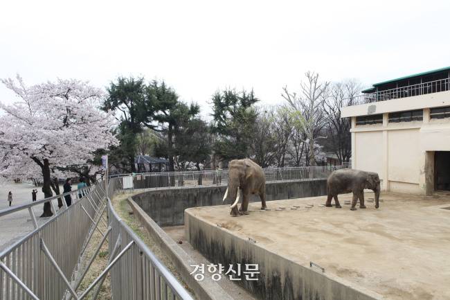 상아가 난 코끼리가 복동이다. 오른쪽에 비교적 작은 몸집이 암컷 코순이다. 코끼리 두 마리가 머무는 사육장이 좁아 보인다.  2023년 8월 복동이가 사망하기 전 촬영된 사진이다. 경향신문 자료사진