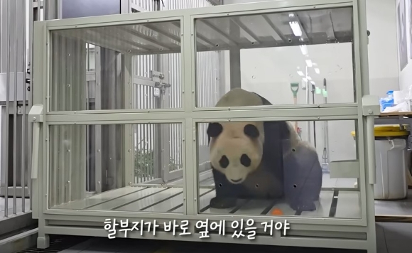 비행기 박스 적응 훈련을 하는 푸바오. 유튜브 채널 '말하는 동물원 뿌빠TV' 영상 캡처