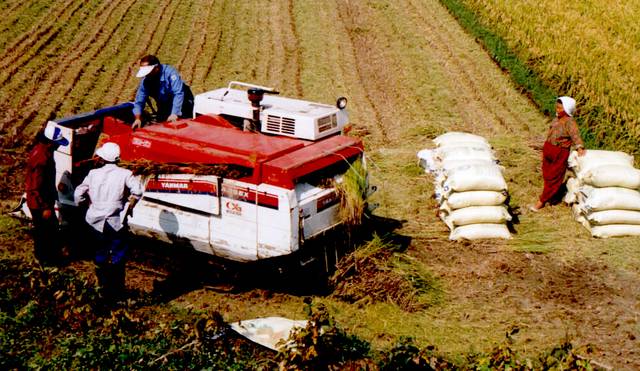 들녘에서 ‘통일벼’를 수확하는 모습. 농민신문DB