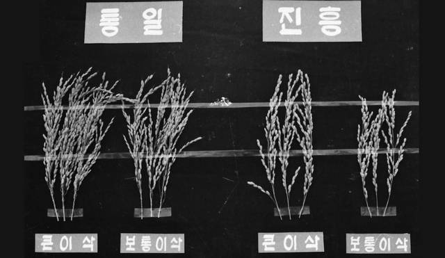 ‘통일벼’와 ‘진흥벼’ 샘플. 농민신문DB