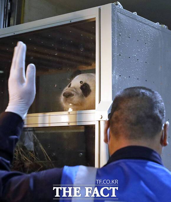자이언트 판다 푸바오가 3일(현지시간) 중국 남서부 쓰촨성 청두 솽류국제공항에 도착한 가운데 관계자들이 이송작업을 하고 있다. /청두=신화.뉴시스