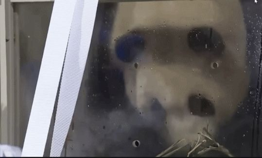 3일 중국 청두국제공항에 도착한 푸바오. 관계자가 푸바오를 손가락으로 찌르는 모습.ⓒ현지 중계 화면, 웨이보 캡처