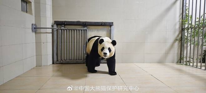 4일 중국 자이언트판다보존센터가 공개한 중국에 도착한 푸바오. 사진=중국자이언트판다보존센터 웨이보(中国大熊猫保??究中心) 캡처