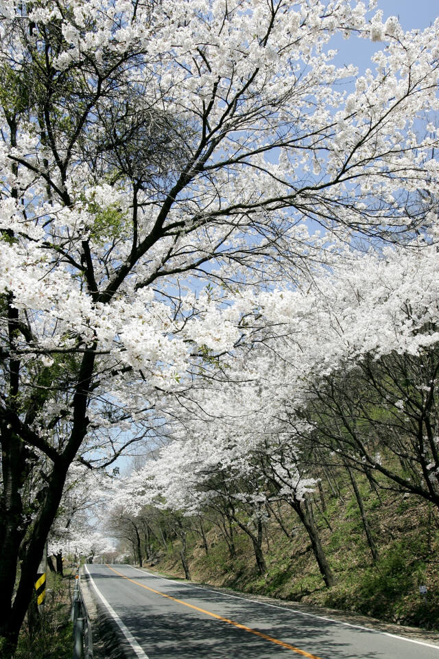 남한산성 벚꽃길에 벚꽃이 활짝 피어 장관을 이루고 있다. 광주시 제공
