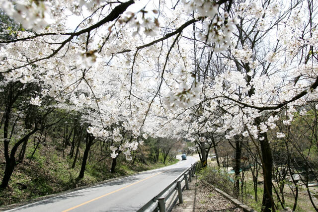 남한산성 벚꽃길에 벚꽃이 활짝 피어 장관을 이루고 있다. 광주시 제공