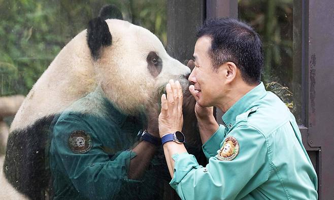 푸바오가 지난해 8월21일 강철원 사육사와 유리벽을 사이에 두고 얼굴을 맞대고 있다. 삼성물산 리조트부문 제공