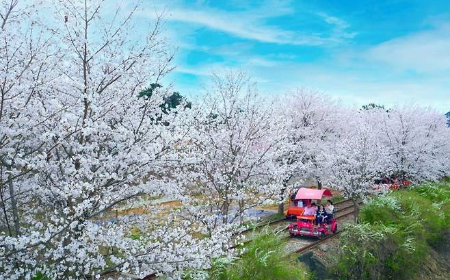 춘천의 봄 풍경을 만낄할 수 있는 강촌레일바이크 벚꽃 터널