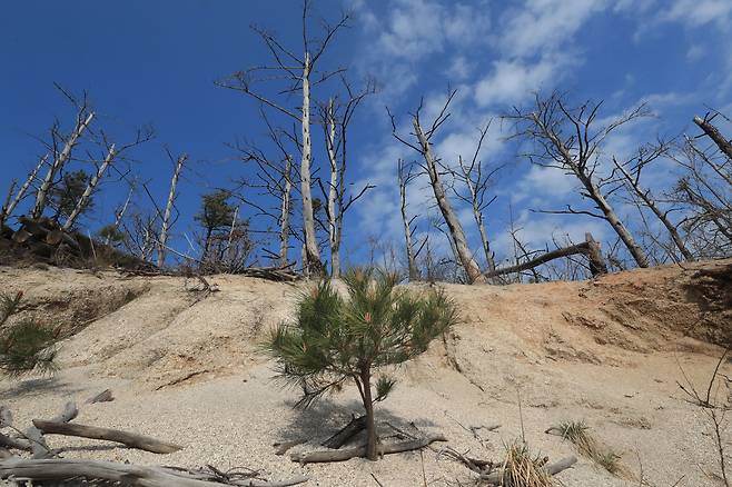 식목일을 맞은 4월 5일 오후 강원도 고성군 토성면 원암리의 한 야산에서 새로 심어진 묘목 뒤로 불에 탄 나무들의 모습이 보인다.  / 장련성 기자