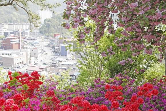 전북 전주 완산도서관 옆 완산공원 꽃동산은 겹벚꽃과 철쭉의 명소다. 개화 시기에는 오후보다 덜 붐비는 오전에 찾는 게 낫다.
