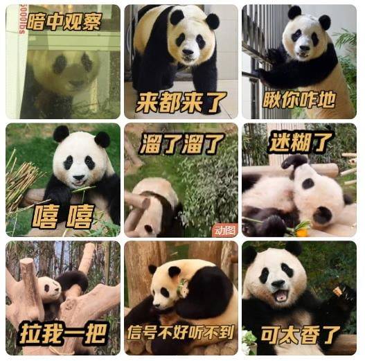 푸바오의 근황이라며 공개된 사진들. 가장 상단 3장을 제외하고는 에버랜드 방사장에서 촬영된 사진들로 추정되고 있다. /사진=신화통신 웨이보 캡처
