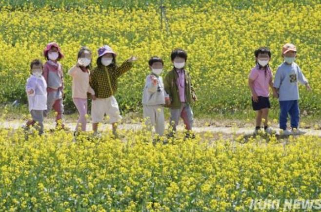 인천 영종도 하늘정원에 소풍 나온 한 어린이집 원생들이 활짝 핀 유채꽃밭을 걸으며 즐거운 시간을 보내고 있다. 사진=임형택 기자