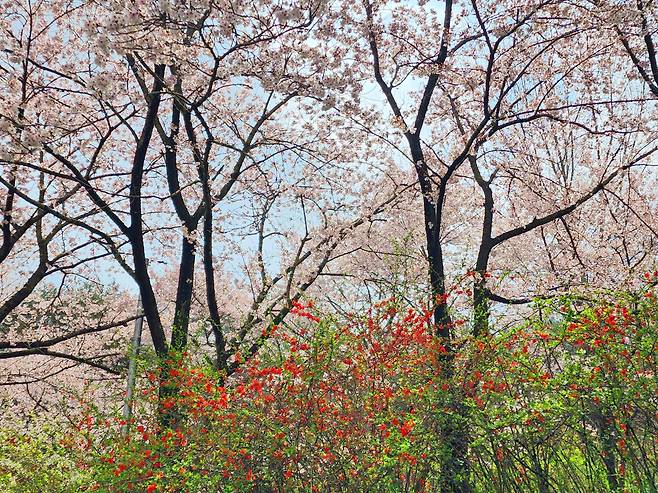 전북도립미술관 뒷뜰의 명자꽃과 벚꽃
