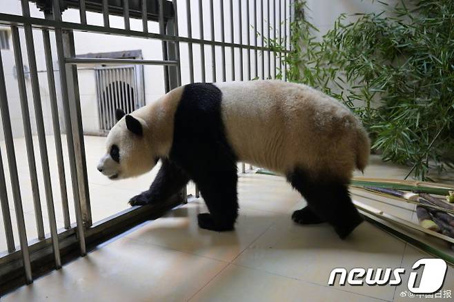 중국판다보호연구센터는 웨이보(微博·중국판 엑스)를 통해 4일 자이언트 판다 '푸바오'가 워룽중화자이언트판다원(臥龍中華大熊猫苑) 선수핑기지(神樹坪基地)의 격리·검역 구역에 들어가는 모스1을 공개했다. (중국판다보호연구센터 웨이보 캡처)2024.4.4/뉴스1