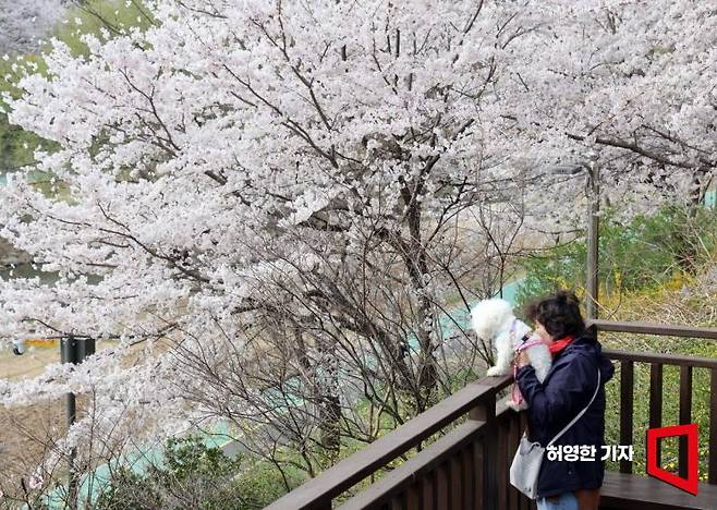 서울 양재천에 벚꽃이 활짝 핀 가운데 4일 양재천 산책을 나온 한 시민이 반려견과 함께 벚꽃 구경을 하고 있다.  사진=허영한 기자 younghan@
