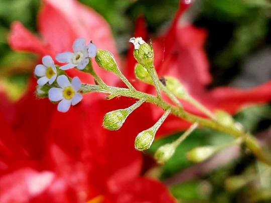 붉은 영산홍을 배경으로 연한 하늘색  꽃마리가 피어있다.  2019년 4월 30일 서울 용산  대통령실(옛 국방부) 무궁화동산에서 촬영